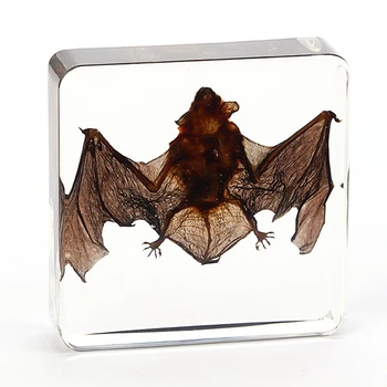 Bat specimen dier presse-papier bat Prepareren Collectie ingebed In doorzichtig Lucite Blok Inbedding Specimen